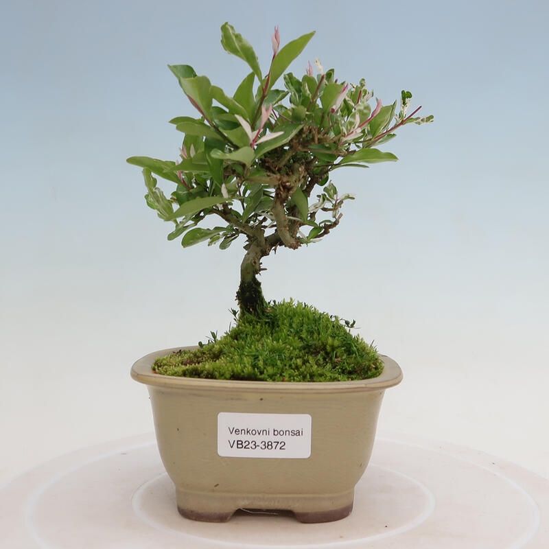 Vonkajší bonsai - Ligustrum obtusifolium - Vtáčí zob tupolistý