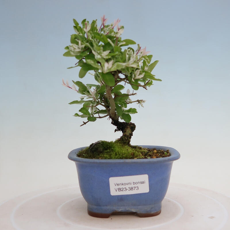 Vonkajší bonsai - Ligustrum obtusifolium - Vtáčí zob tupolistý