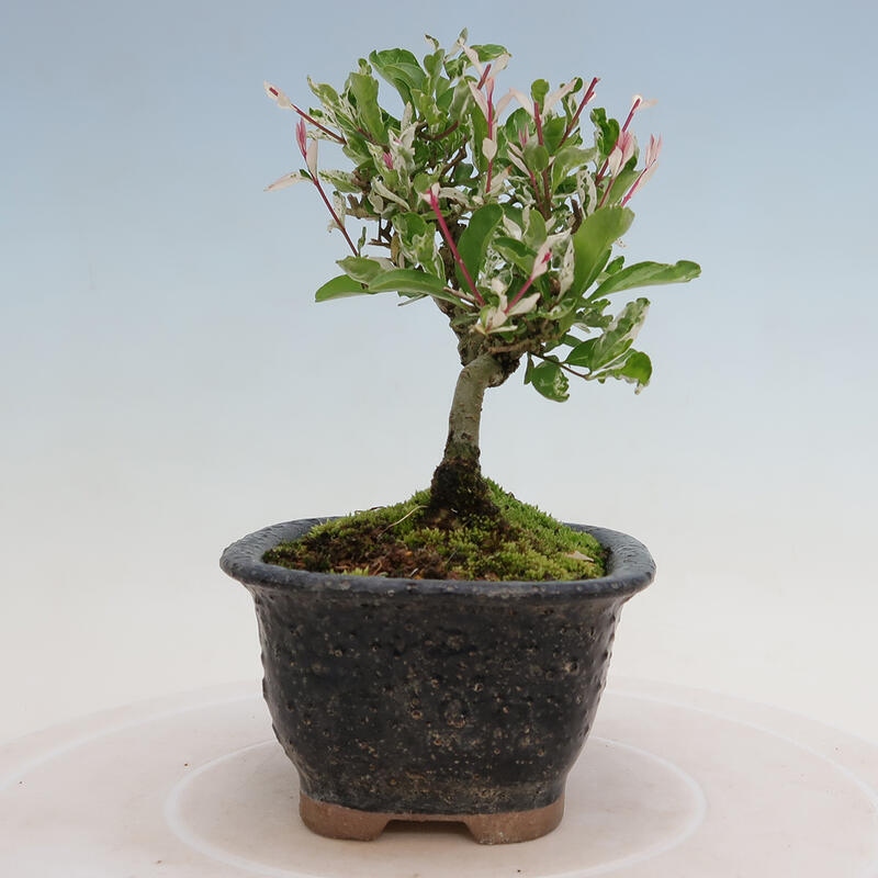 Vonkajší bonsai - Ligustrum obtusifolium - Vtáčí zob tupolistý