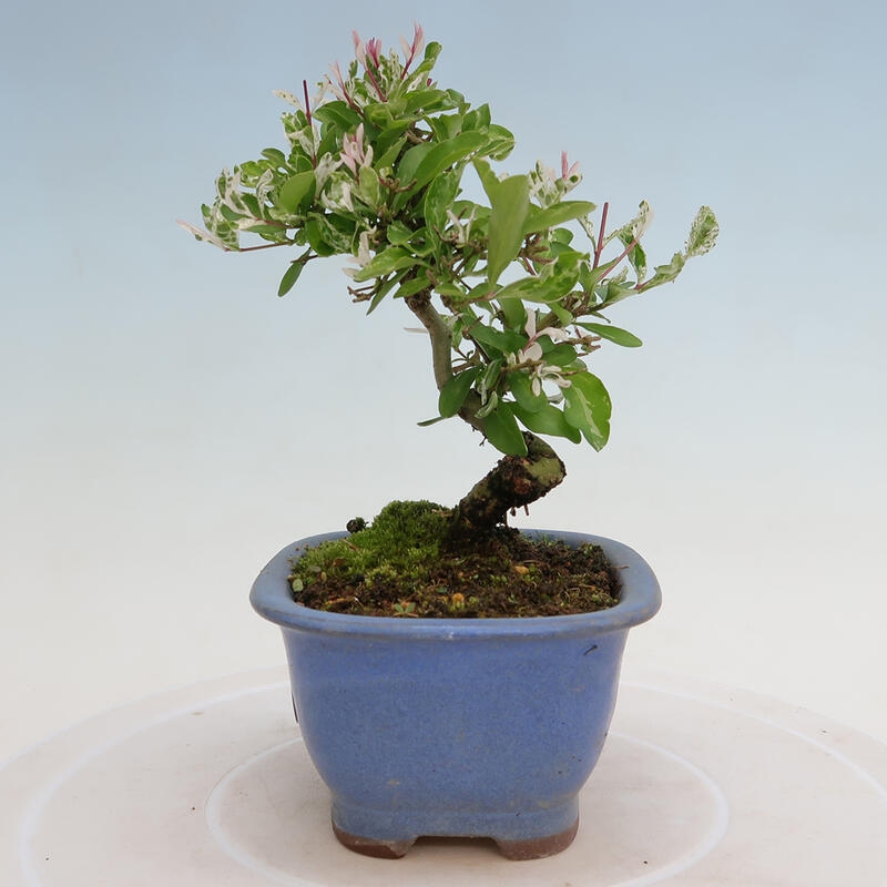 Vonkajší bonsai - Ligustrum obtusifolium - Vtáčí zob tupolistý