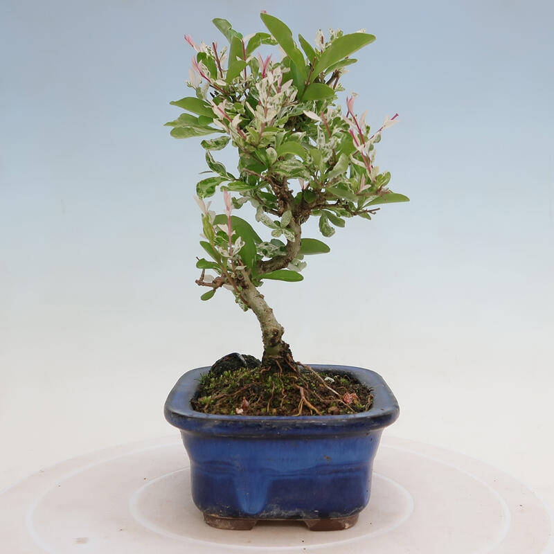 Vonkajší bonsai - Ligustrum obtusifolium - Vtáčí zob tupolistý