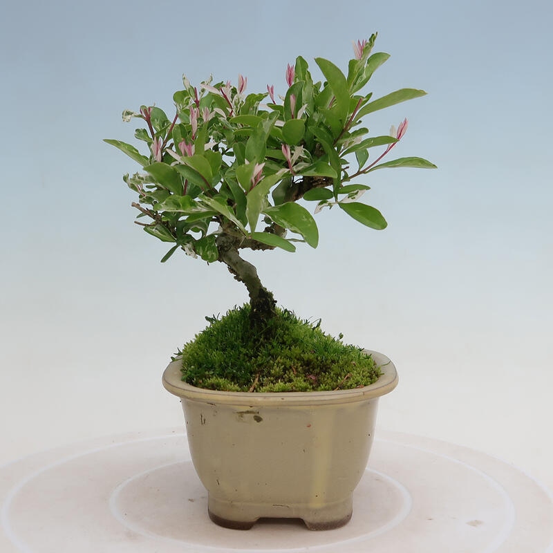 Vonkajší bonsai - Ligustrum obtusifolium - Vtáčí zob tupolistý