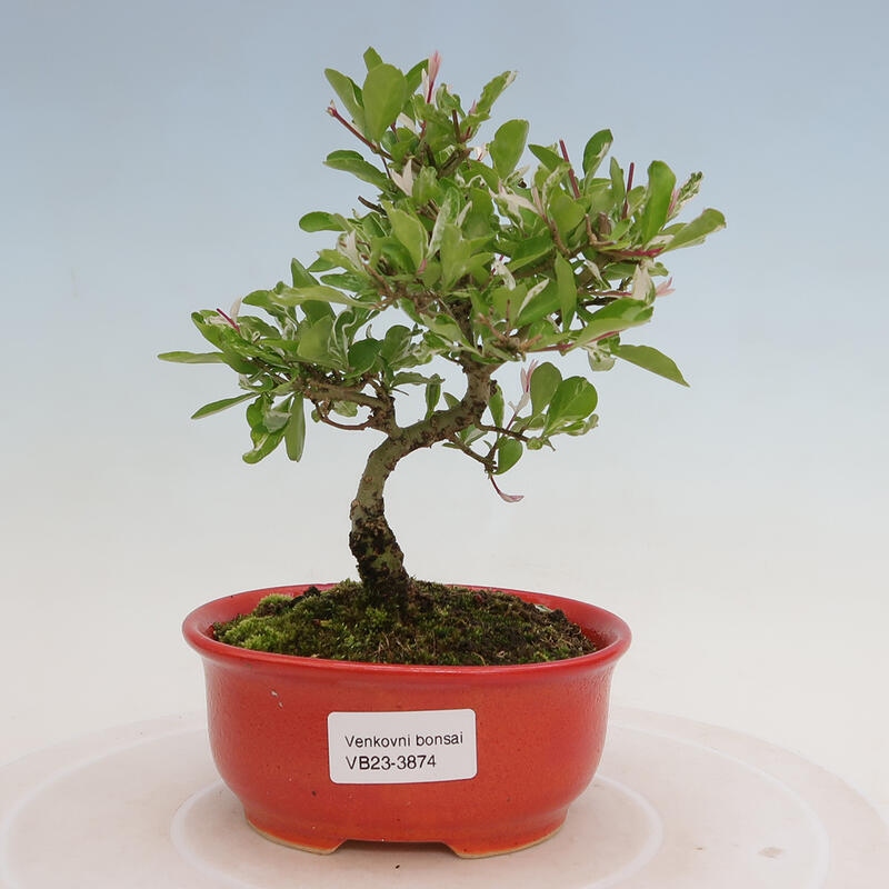 Vonkajší bonsai - Ligustrum obtusifolium - Vtáčí zob tupolistý