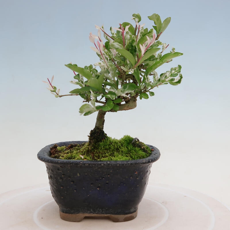 Vonkajší bonsai - Ligustrum obtusifolium - Vtáčí zob tupolistý