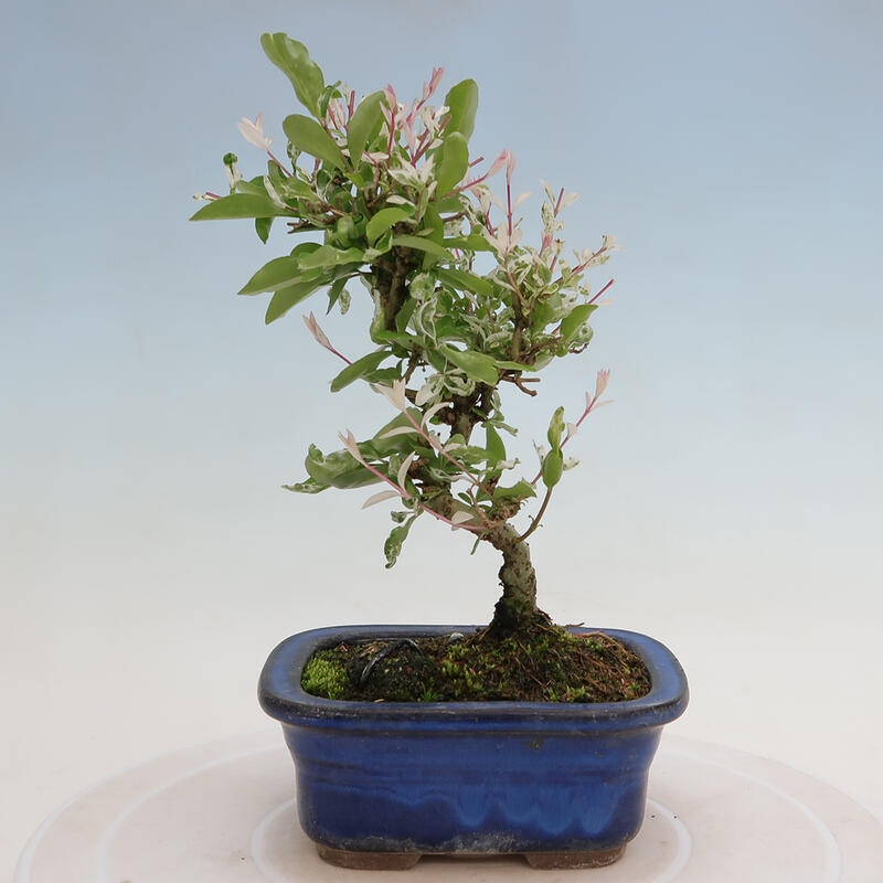 Vonkajší bonsai - Ligustrum obtusifolium - Vtáčí zob tupolistý