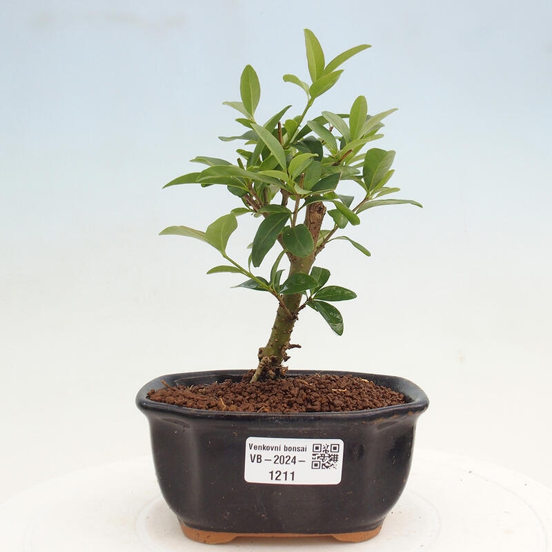 Vonkajší bonsai - Ligustrum vulgare - Vtáčí zob