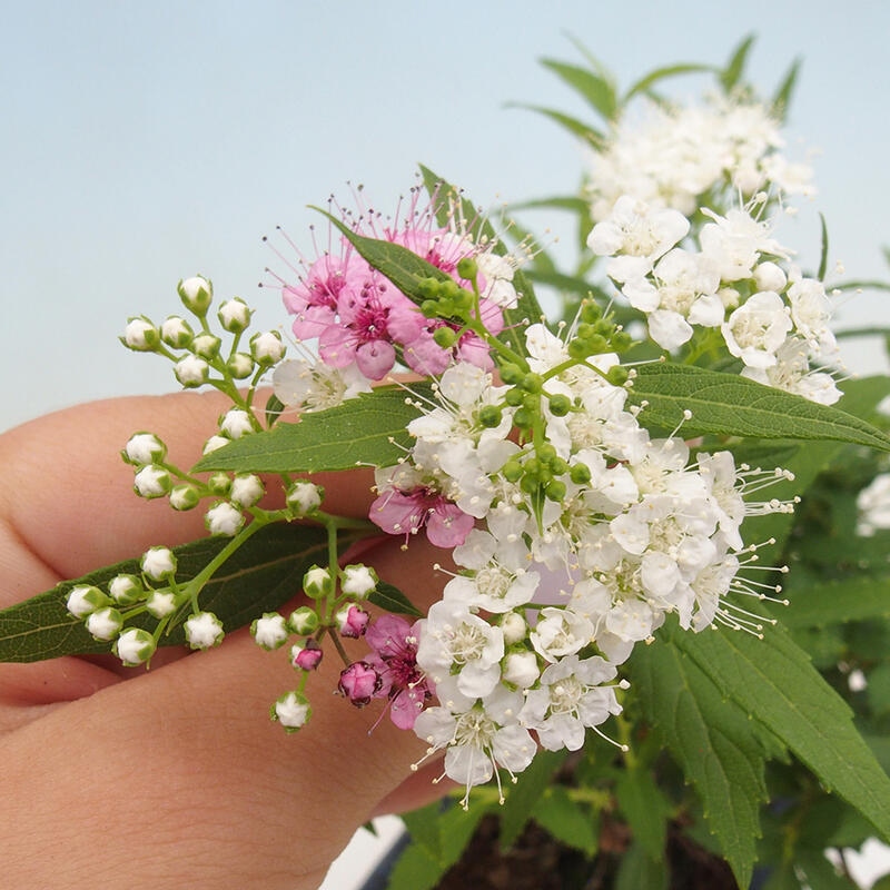 Vonkajší bonsai -malolistý tavoľník - Spirea japonica GENPSI