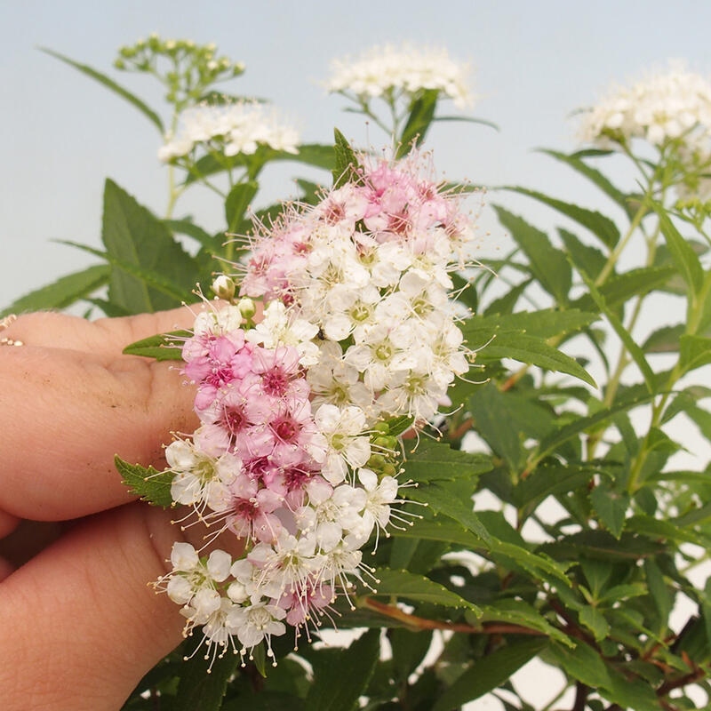 Vonkajší bonsai -malolistý tavoľník - Spirea japonica GENPSI