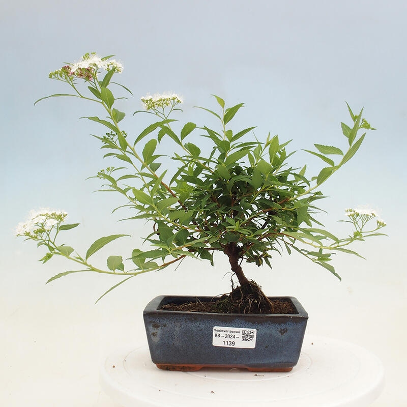 Vonkajší bonsai -malolistý tavoľník - Spirea japonica GENPSI