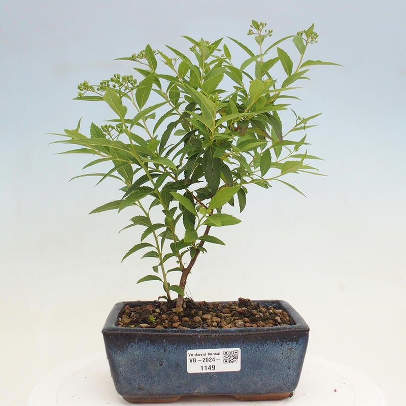 Vonkajší bonsai -malolistý tavoľník - Spirea japonica GENPSI