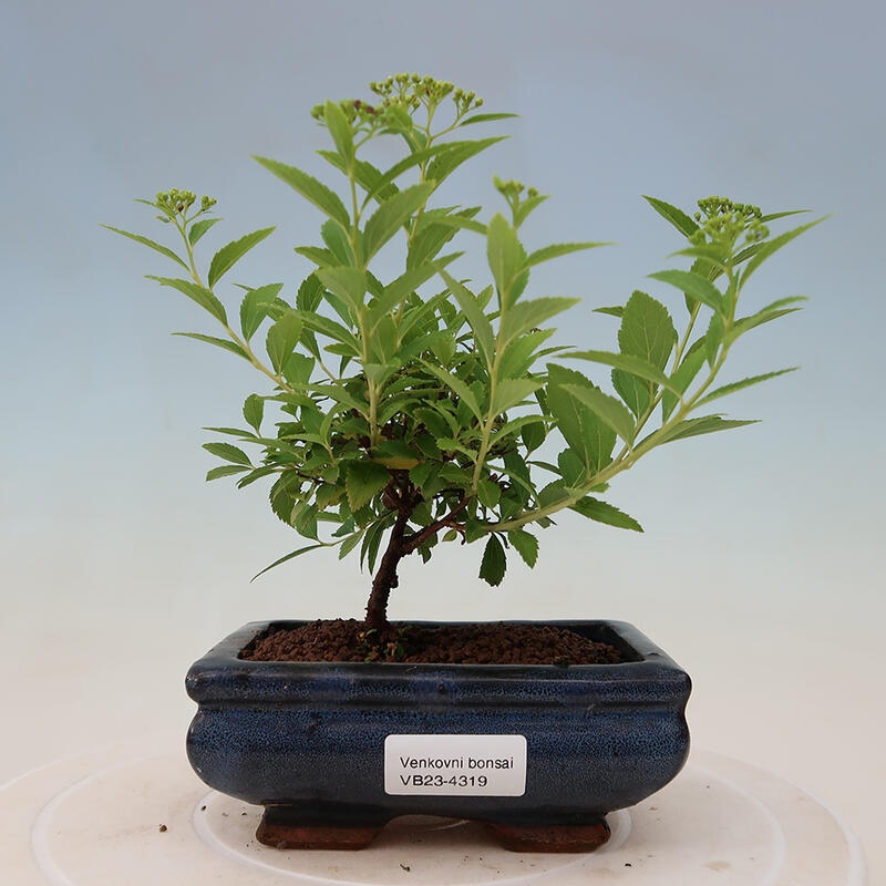 Vonkajší bonsai -malolistý tavoľník - Spirea japonica GENPSI