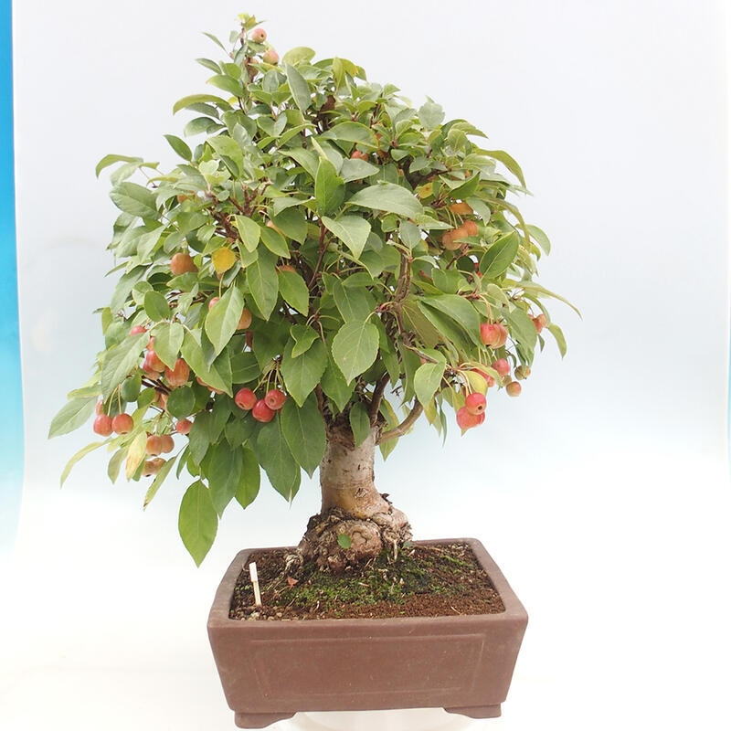 Vonkajší bonsai -Malus halliana - Maloplodá jabloň