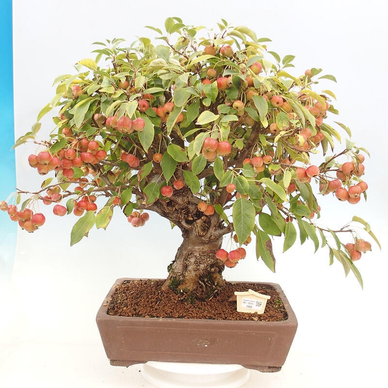 Vonkajší bonsai -Malus halliana - Maloplodá jabloň