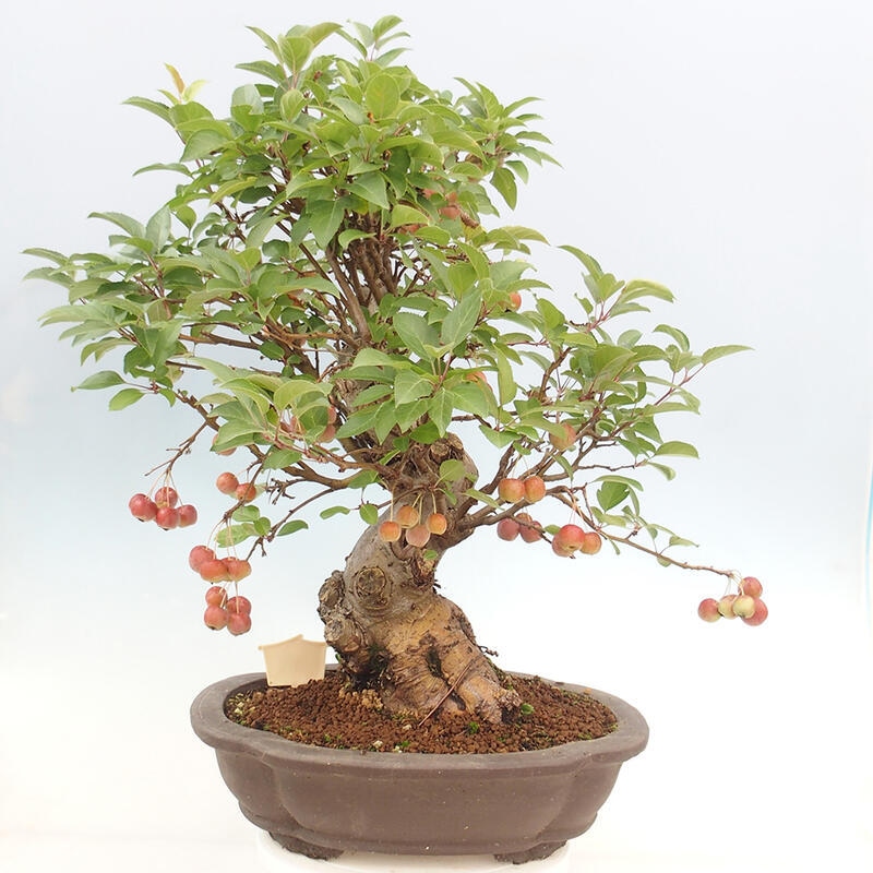 Vonkajší bonsai -Malus halliana - Maloplodá jabloň