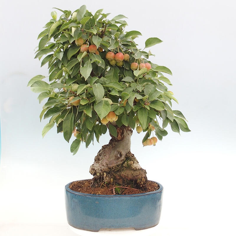 Vonkajší bonsai -Malus halliana - Maloplodá jabloň