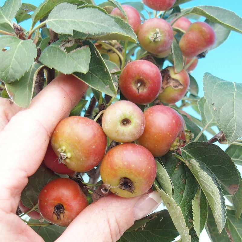 Vonkajší bonsai -Malus halliana - Maloplodá jabloň