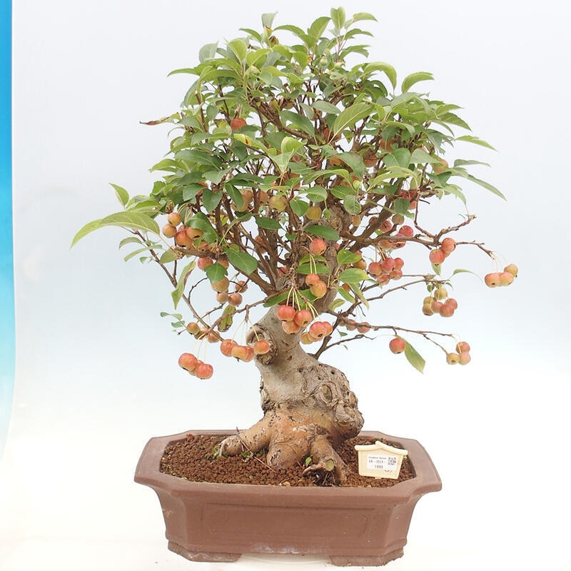 Vonkajší bonsai -Malus halliana - Maloplodá jabloň