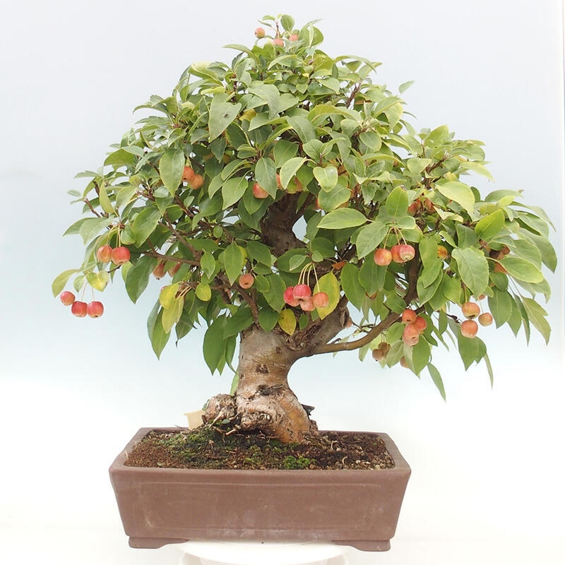 Vonkajší bonsai -Malus halliana - Maloplodá jabloň