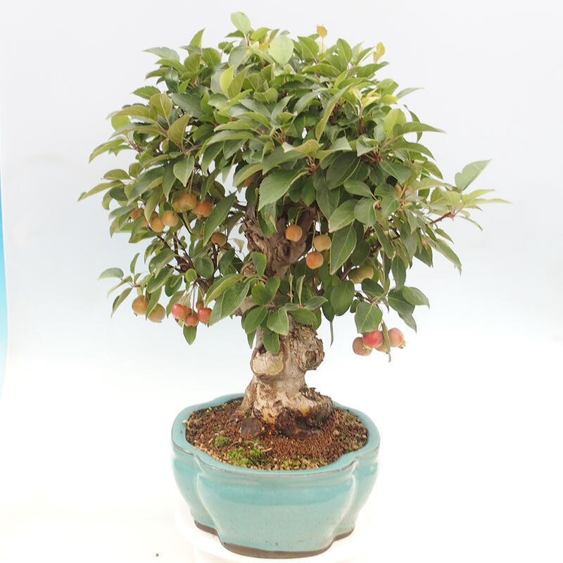 Vonkajší bonsai -Malus halliana - Maloplodá jabloň