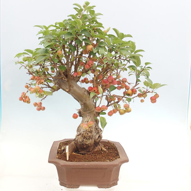 Vonkajší bonsai -Malus halliana - Maloplodá jabloň