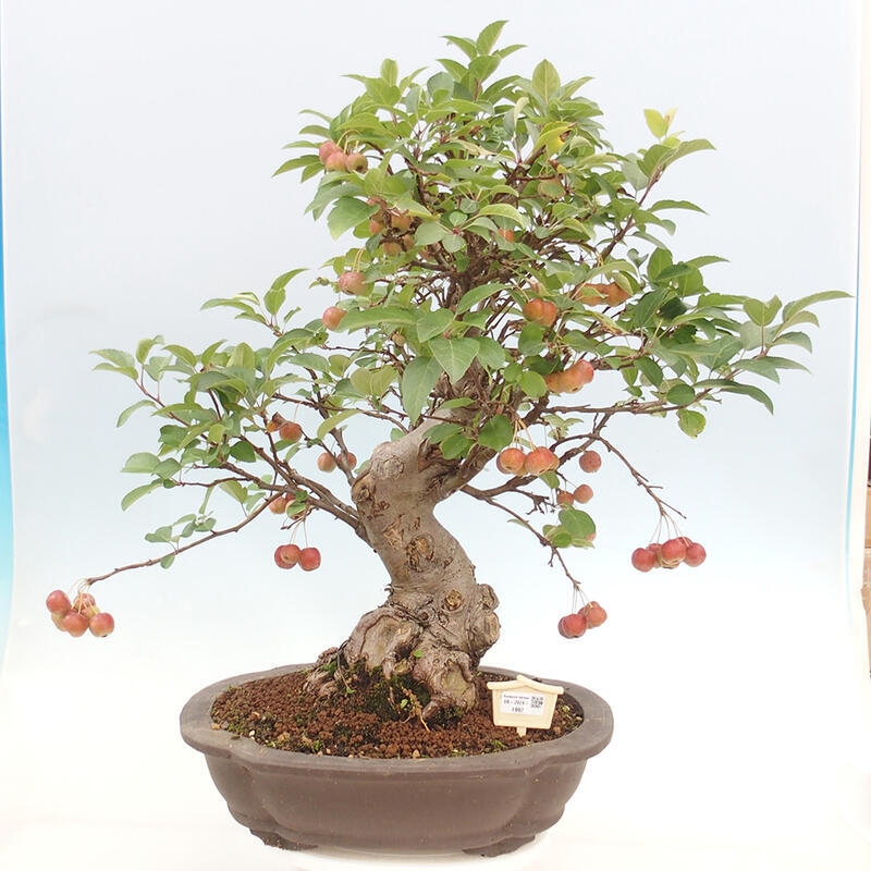 Vonkajší bonsai -Malus halliana - Maloplodá jabloň