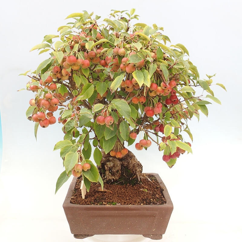 Vonkajší bonsai -Malus halliana - Maloplodá jabloň