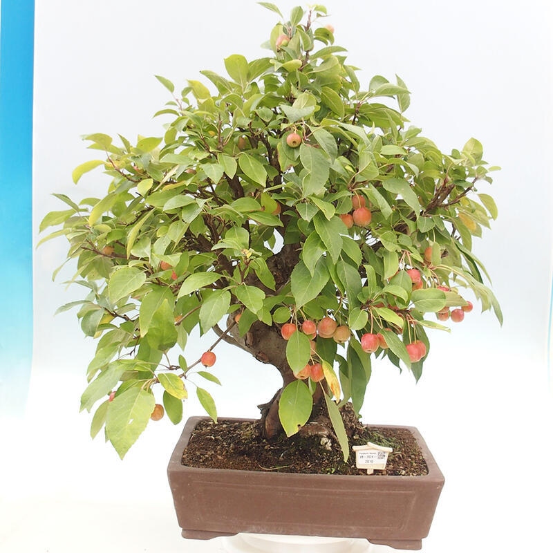 Vonkajší bonsai -Malus halliana - Maloplodá jabloň