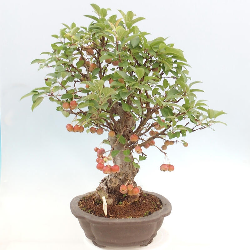 Vonkajší bonsai -Malus halliana - Maloplodá jabloň