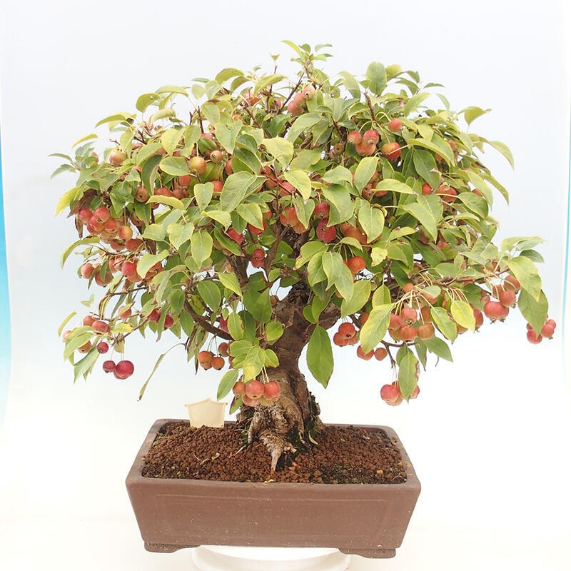 Vonkajší bonsai -Malus halliana - Maloplodá jabloň