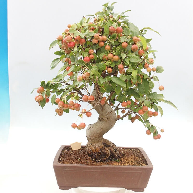 Vonkajší bonsai -Malus halliana - Maloplodá jabloň