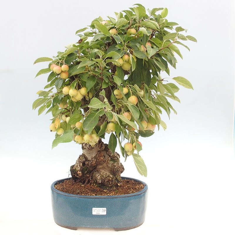 Vonkajší bonsai -Malus halliana - Maloplodá jabloň