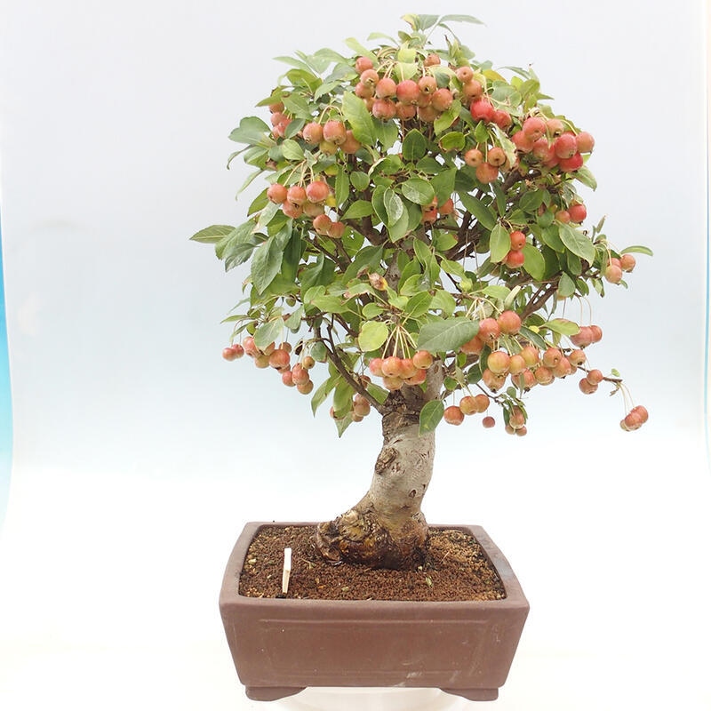 Vonkajší bonsai -Malus halliana - Maloplodá jabloň