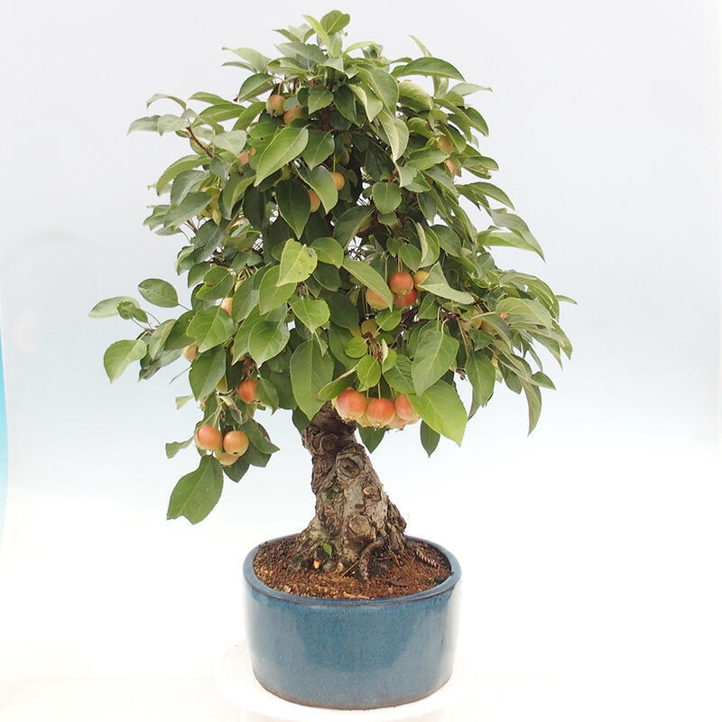 Vonkajší bonsai -Malus halliana - Maloplodá jabloň