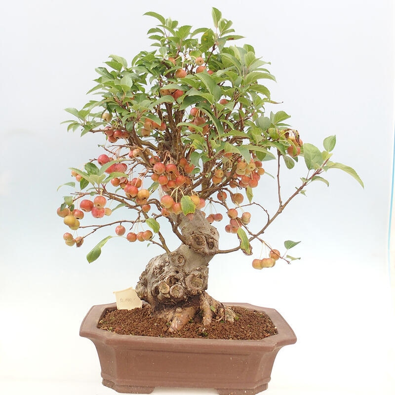 Vonkajší bonsai -Malus halliana - Maloplodá jabloň