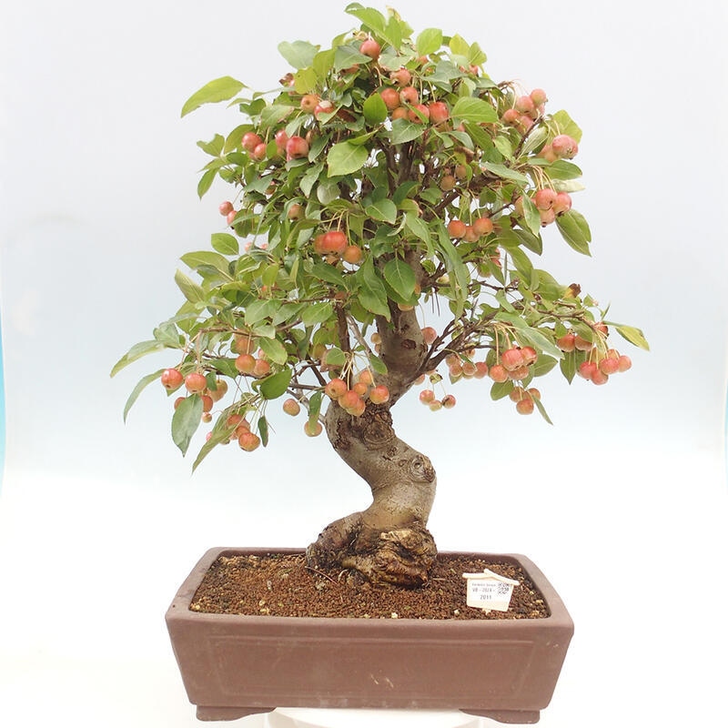 Vonkajší bonsai -Malus halliana - Maloplodá jabloň