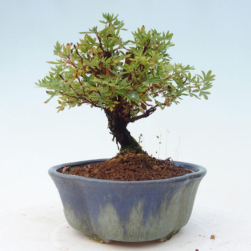 Vonkajšia bonsai-Nátržník krovitá - potentila fruticosa yellow Bird