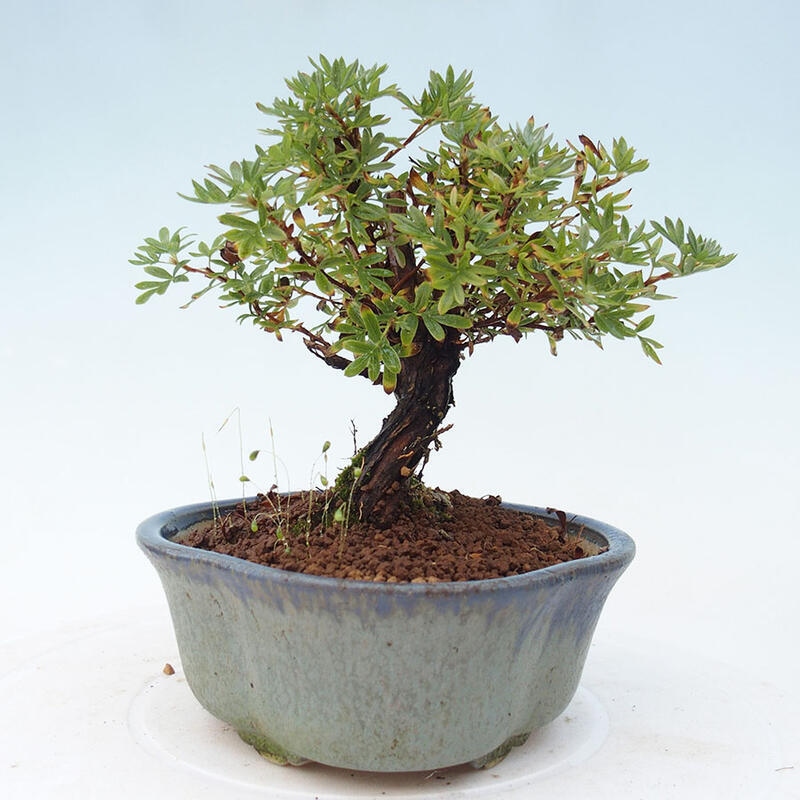 Vonkajšia bonsai-Nátržník krovitá - potentila fruticosa yellow Bird