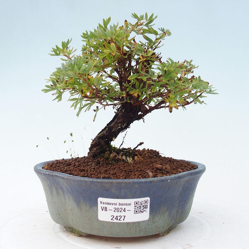 Vonkajšia bonsai-Nátržník krovitá - potentila fruticosa yellow Bird