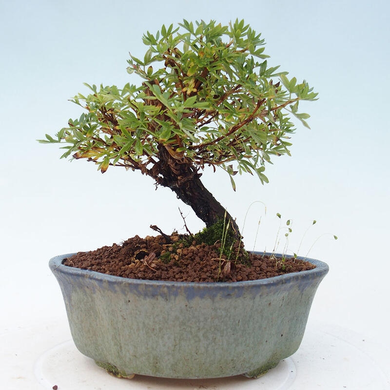 Vonkajšia bonsai-Nátržník krovitá - potentila fruticosa yellow Bird