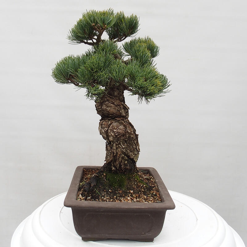 Vonkajšie bonsai - Pinus parviflora - Borovica drobnokvetá