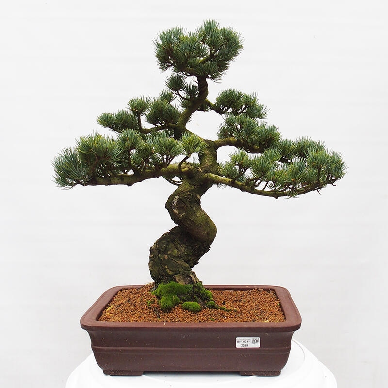 Vonkajšie bonsai - Pinus parviflora - Borovica drobnokvetá