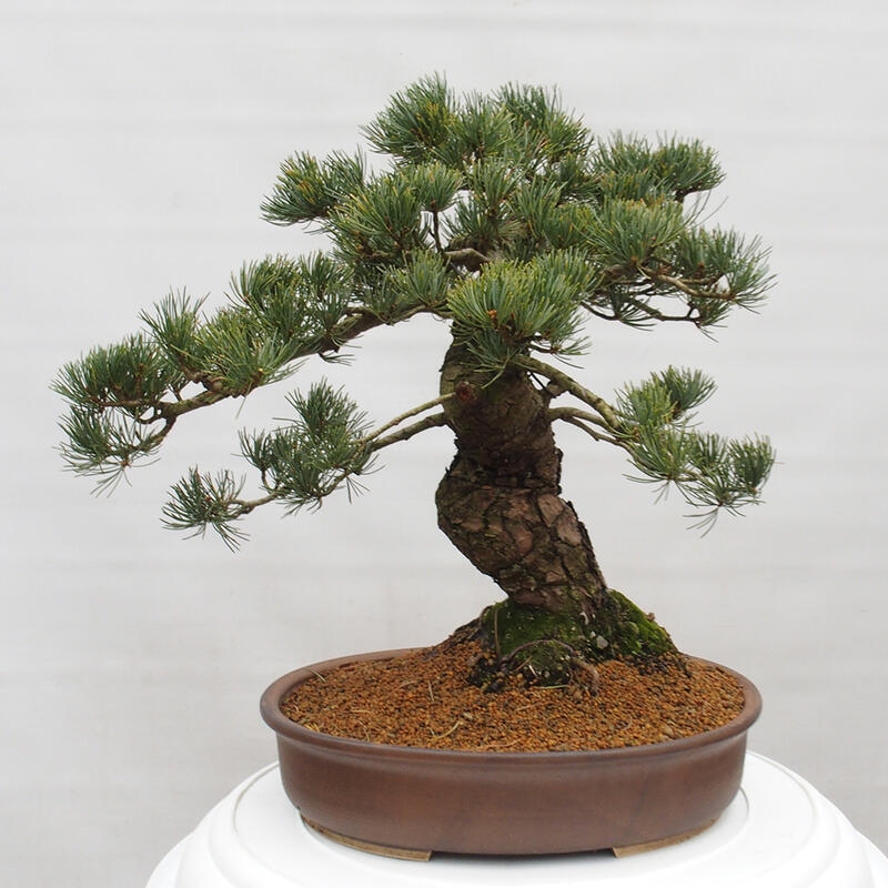 Vonkajšie bonsai - Pinus parviflora - Borovica drobnokvetá