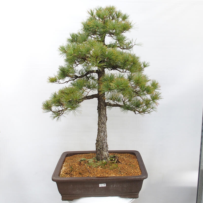 Vonkajšie bonsai - Pinus parviflora - Borovica drobnokvetá