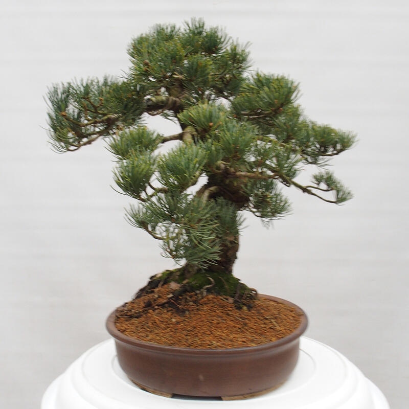 Vonkajšie bonsai - Pinus parviflora - Borovica drobnokvetá