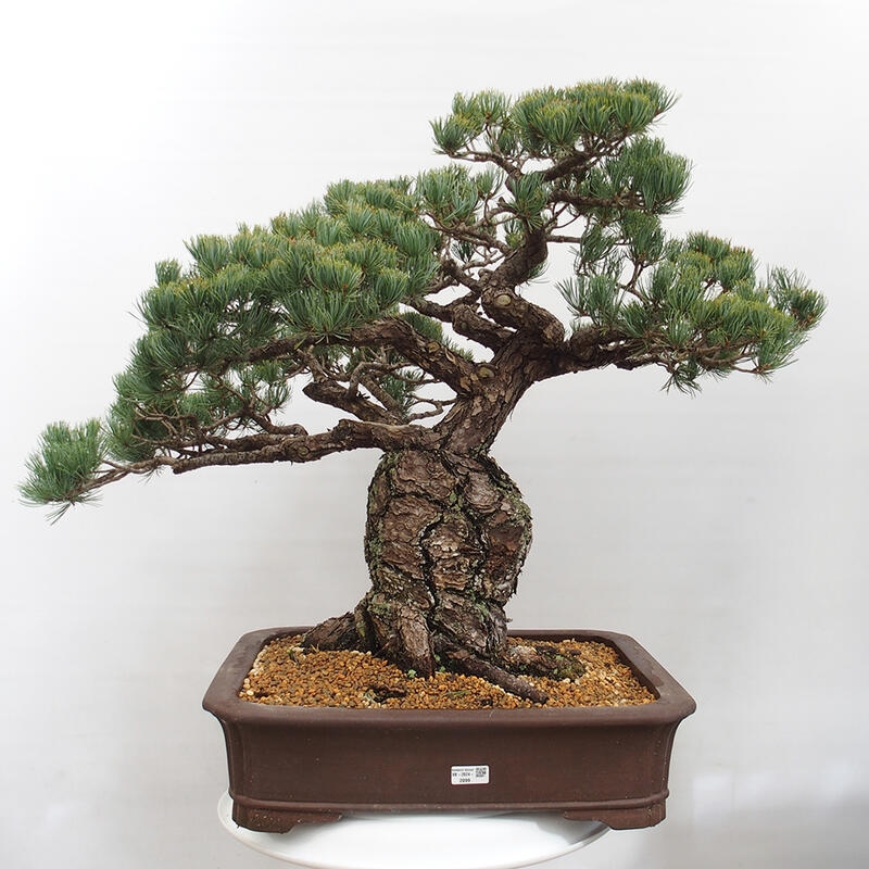 Vonkajšie bonsai - Pinus parviflora - Borovica drobnokvetá