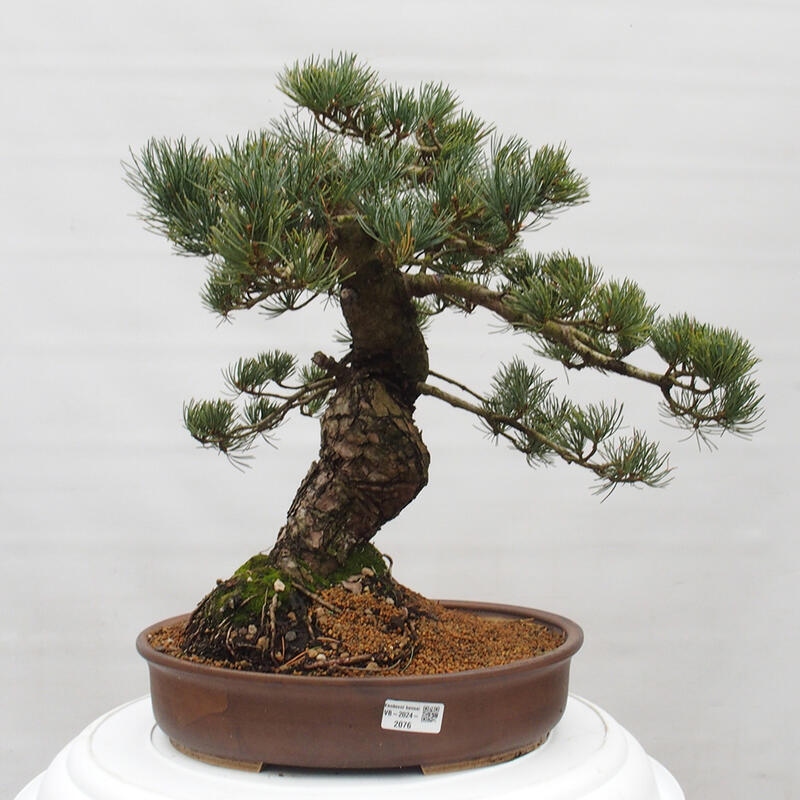 Vonkajšie bonsai - Pinus parviflora - Borovica drobnokvetá