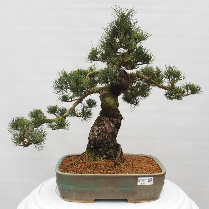 Vonkajšie bonsai - Pinus parviflora - Borovica drobnokvetá