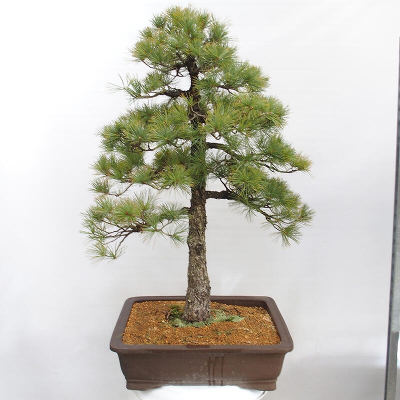 Vonkajšie bonsai - Pinus parviflora - Borovica drobnokvetá