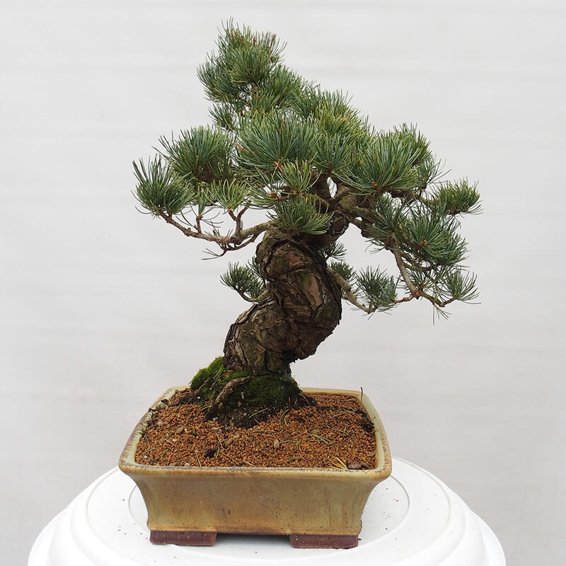 Vonkajšie bonsai - Pinus parviflora - Borovica drobnokvetá