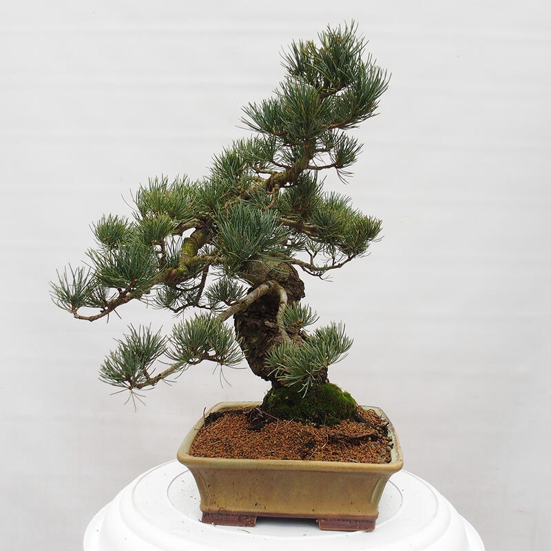 Vonkajšie bonsai - Pinus parviflora - Borovica drobnokvetá